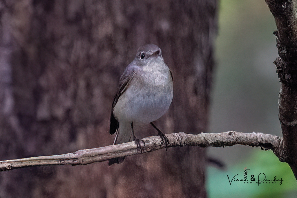 Red-breasted Flycatcher